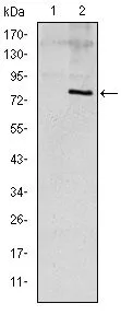 WB analysis of HEK293 (1) and ApoE (AA: 20-267)-hIgGFc transfected HEK293 (2) cell lysate using GTX60446 Apolipoprotein E antibody [1H4].