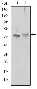 WB analysis of NIH3T3 (1) and Cos7 (2) cell lysate using GTX60447 ABCG2 antibody [3G8].