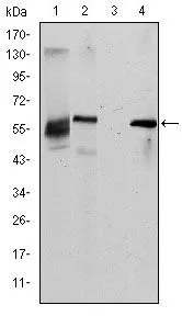 WB analysis of HepG2 (1), Cos7 (2), Jurkat (3) and NIH3T3 (4) cell lysate using GTX60450 ABCG2 antibody [1H2].