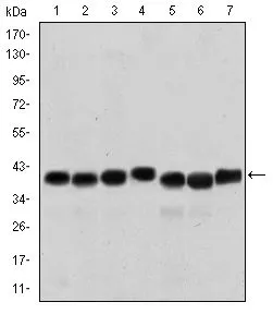 WB analysis of HepG2 (1), HeLa (2), K562 (3), Jurkat (4), SKBR-3 (5), A431 (6) and Cos7 (7) cell lysate using GTX60451 SMN1 antibody [2F1].