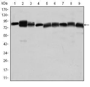 WB analysis of Jurkat (1), A431 (2), HeLa (3), A549 (4), HEK293 (5), K562 (6), NIH3T3 (7), PC-12 (8) and Cos7 (9) cell lysate using GTX60459 HSP90 beta antibody [1D9].