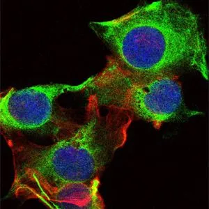 ICC/IF analysis of U251 cells using GTX60460 FYN antibody [2A10]. Green : FYN Blue: DRAQ5 fluorescent DNA dye Red: Actin filaments