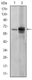 WB analysis of NIH3T3 (1) and HeLa (2) cell lysate using GTX60461 FYN antibody [2H8].