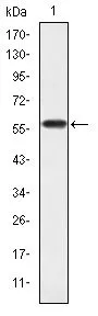 WB analysis of human CRKL (AA: 100-303) recombinant protein using GTX60462 CrkL antibody [5E12].