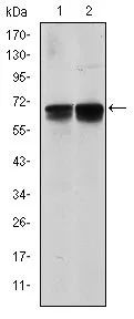 WB analysis of NIH3T3 (1) and BCBL-1 (2) cell lysate using GTX60463 BLNK antibody [5G9].