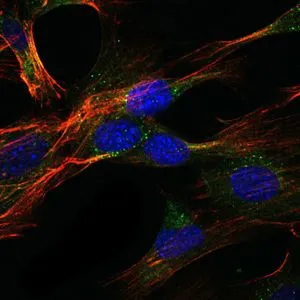 ICC/IF analysis of NIH3T3 cells using GTX60469 DLGAP1 antibody [3G4]. Green : DLGAP1 Blue: DRAQ5 fluorescent DNA dye Red: Actin filaments