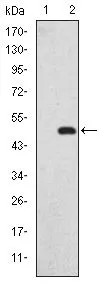 WB analysis of HEK293 (1) and DLGAP1(AA: 490-663)-hIgGFc transfected HEK293 (2) cell lysate using GTX60469 DLGAP1 antibody [3G4].