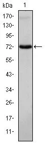 WB analysis of Jurkat cell lysate using GTX60475 ITK antibody [5G6].