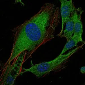 ICC/IF analysis of 3T3-L1 cells using GTX60487 CRK antibody [3G11C1]. Green : CRK Blue: DRAQ5 fluorescent DNA dye Red: Actin filaments