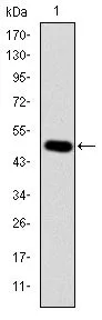 WB analysis of human CRK (AA: 1-204) recombinant protein using GTX60487 CRK antibody [3G11C1].
