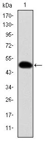 WB analysis of human CRK (AA: 1-204) recombinant protein using GTX60488 CRK antibody [3G11E8].