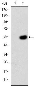 WB analysis of HEK293 (1) and CRK(AA: 1-204)-hIgGFc transfected HEK293 (2) cell lysate using GTX60488 CRK antibody [3G11E8].
