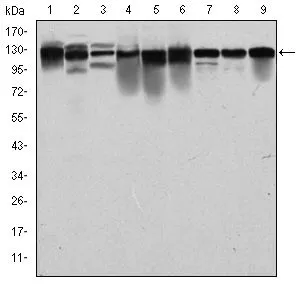 WB analysis of PC-12 (1), Cos7 (2), NIH3T3 (3), HepG2 (4), HEK293 (5), K562 (6), Jurkat (7), HeLa (8) and MCF-7 (9) cell lysate using GTX60491 MCM2 antibody [2B3].