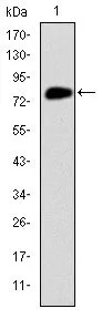 WB analysis of human MCM2 (AA: 16-232) recombinant protein using GTX60491 MCM2 antibody [2B3].