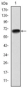 WB analysis of human PGC1 alpha (AA: 570-798) recombinant protein using GTX60496 PGC1 alpha antibody [1G8].