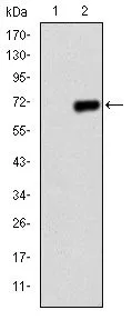 WB analysis of HEK293 (1) and PGC1 alpha-hIgGFc transfected HEK293 (2) cell lysate using GTX60496 PGC1 alpha antibody [1G8].