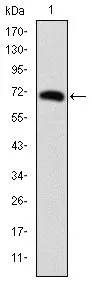 WB analysis of human FOXP2 (AA: 47-287) recombinant protein using GTX60499 FOXP2 antibody [5C11A8].