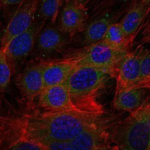 ICC/IF analysis of 3T3-L1 cells using GTX60502 Fibrinogen gamma antibody [4H9]. Green : Fibrinogen gamma Blue: DRAQ5 fluorescent DNA dye Red: Actin filaments