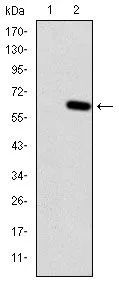 WB analysis of HEK293 (1) and HFE(AA: 125-282)-hIgGFc transfected HEK293 (2) cell lysate using GTX60503 HFE antibody [3F1].