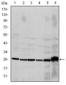 WB analysis of HeLa (1), Jurkat (2), THP-1 (3), NIH3T3 (4), Cos7 (5) and PC-12 (6) cell lysate using GTX60510 Caspase 8 antibody [1H11].