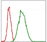 FACS analysis of Jurkat cells using GTX60518 G6PD antibody [2H7]. Green : G6PD Red : negative control