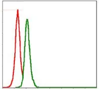 FACS analysis of MCF-7 cells using GTX60521 Src antibody [1F11]. Green : Src Red : negative control