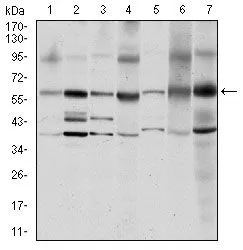 WB analysis of MCF-7 (1), A431 (2), HeLa (3), HEK293 (4), NIH3T3 (5), PC-12 (6) and Cos7 (7) cell lysate using GTX60521 Src antibody [1F11].