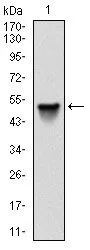 WB analysis of human SRC (AA: 1-189) recombinant protein using GTX60521 Src antibody [1F11].