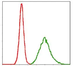 FACS analysis of MCF-7 cells using GTX60528 KCNQ1 antibody [5E12]. Green : KCNQ1 Red : negative control