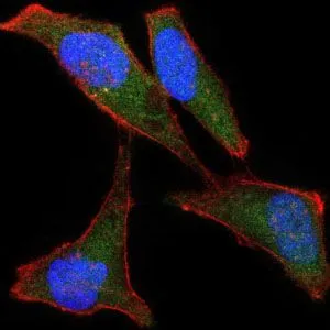 ICC/IF analysis of HeLa cells using GTX60533 LPlunc1 antibody [2A5]. Green : LPlunc1 Blue: DRAQ5 fluorescent DNA dye Red: Actin filaments