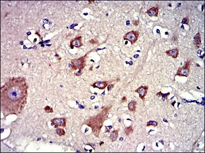 IHC-P analysis of human brain tissue using GTX60533 LPlunc1 antibody [2A5].