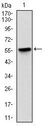 WB analysis of human LPlunc1 recombinant protein using GTX60533 LPlunc1 antibody [2A5].