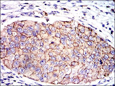 GTX60537 IHC-P Image