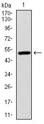WB analysis of human Ubiquitin B (AA: 1-299) recombinant protein using GTX60548 Ubiquitin B antibody [3C12].