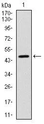 WB analysis of human YAP1 (AA: 250-447) recombinant protein using GTX60554 YAP1 antibody [1A12].
