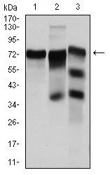 WB analysis of HeLa (1), C6 (2) and Cos7 (3) cell lysate using GTX60554 YAP1 antibody [1A12].