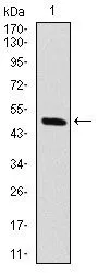 WB analysis of human RAF1 (AA: 198-407) recombinant protein using GTX60556 Raf1 antibody [4G4].