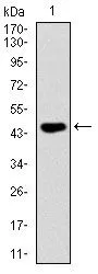 WB analysis of human FAS (AA: 87-278) recombinant protein using GTX60557 Fas antibody [4F8H6].