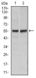 WB analysis of HeLa (1), Jurkat (2) cell lysate using GTX60557 Fas antibody [4F8H6].