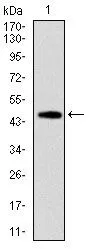 WB analysis of human FAS (AA: 87-278) recombinant protein using GTX60559 Fas antibody [4F8D6].