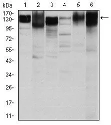 WB analysis of HeLa (1), HepG2 (2), A549 (3), Jurkat(4), L1210 (5) and Cos7 (6) cell lysate using GTX60563 Integrin beta 1 / CD29 antibody [3B6].