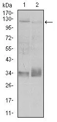 WB analysis of A549 (1), and Jurkat (2) cell lysate using GTX60564 Integrin beta 1 / CD29 antibody [3B6B2].