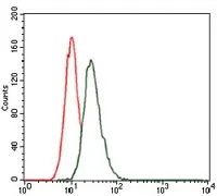 FACS analysis of HeLa cells using GTX60567 LRP5 antibody [2B11]. Green : LRP5 Red : negative control