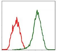 FACS analysis of Jurkat cells using GTX60569 Moesin antibody [2C12]. Green : Moesin Red : negative control
