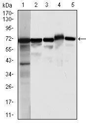 WB analysis of HeLa (1), A431 (2),Jurkat(3), HEK293(4), and COS7 (5) cell lysate using GTX60569 Moesin antibody [2C12].