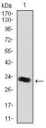 WB analysis of human THPO (AA: 250-303) recombinant protein using GTX60583 THPO antibody [1B11].