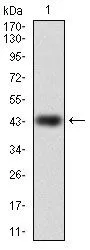 WB analysis of human RAP1A (AA: 28-180) recombinant protein using GTX60585 RAP1A antibody [5F8].