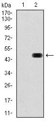 WB analysis of HEK293 (1) and RAP1A (AA: 28-180)-hIgGFc transfected HEK293 (2) cell lysate using GTX60585 RAP1A antibody [5F8].