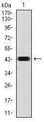 WB analysis of human RAP1A (AA: 28-180) recombinant protein using GTX60586 RAP1A antibody [5F8G2].