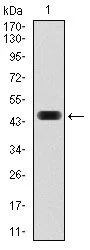 WB analysis of human c-Fos (AA: 116-298) recombinant protein using GTX60591 c-Fos antibody [2G2].